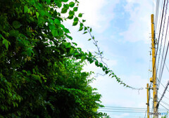 夏の寸景