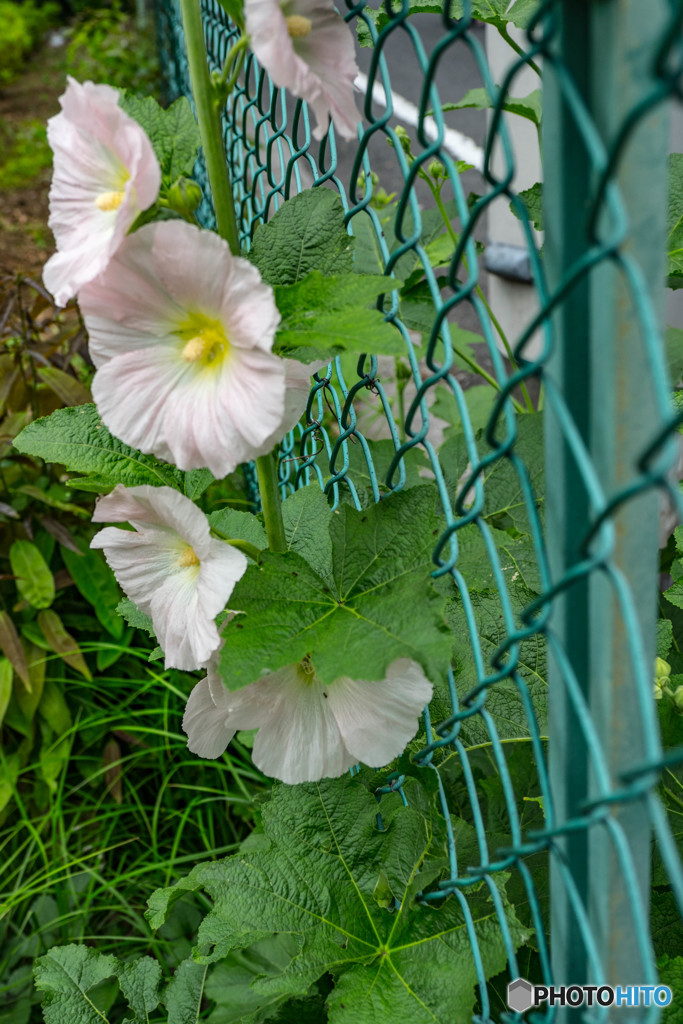 道路わきの寸景・タチアオイ