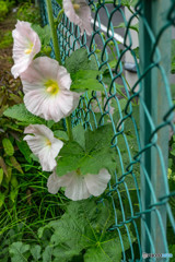 道路わきの寸景・タチアオイ
