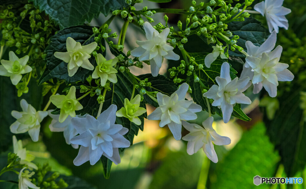 紫陽花