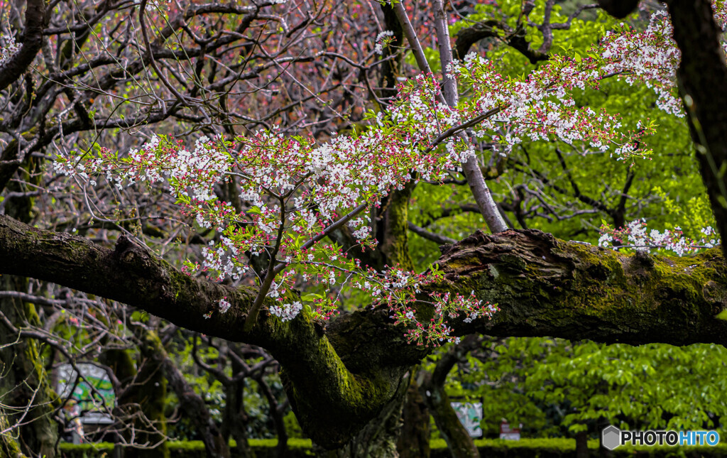 桜散る