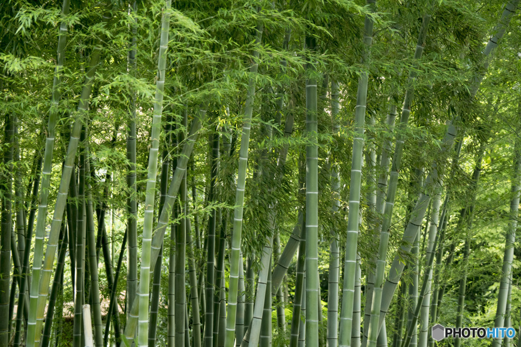 そよ風を運ぶ竹林