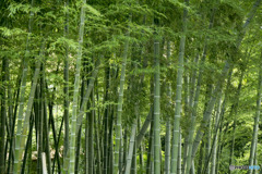 そよ風を運ぶ竹林