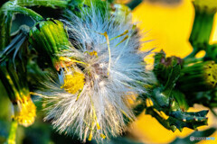 野草のワタボウシ