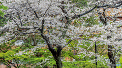 街中の桜