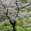 街中の桜