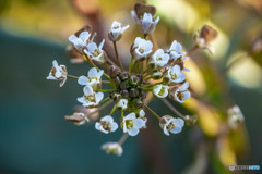 雑草の花