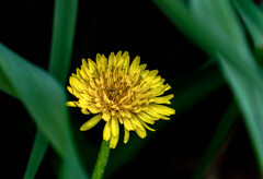 野草