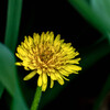 野草