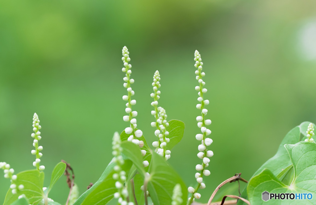 蔓植物の蕾み
