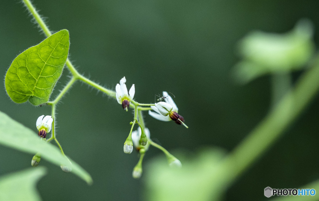 ヒヨドリジョウゴ