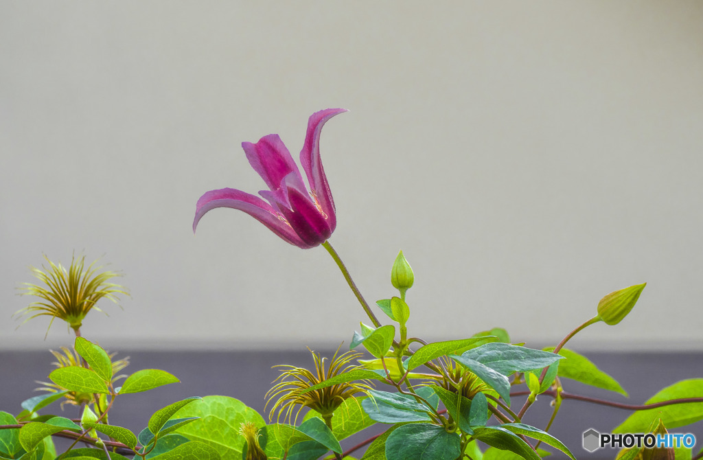 clematis