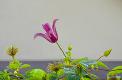 clematis