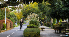 晩秋の遊歩道