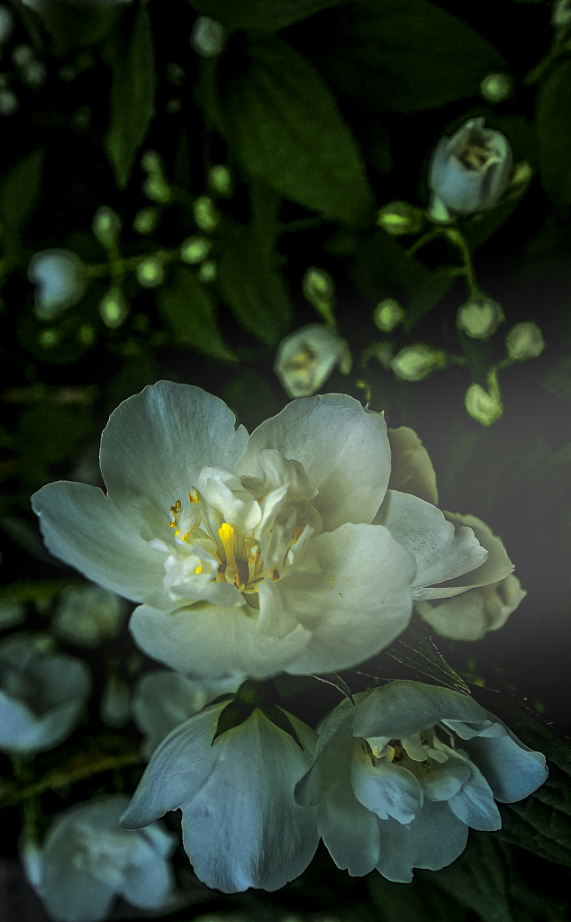 flower