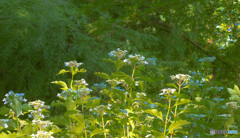 野の紫陽花