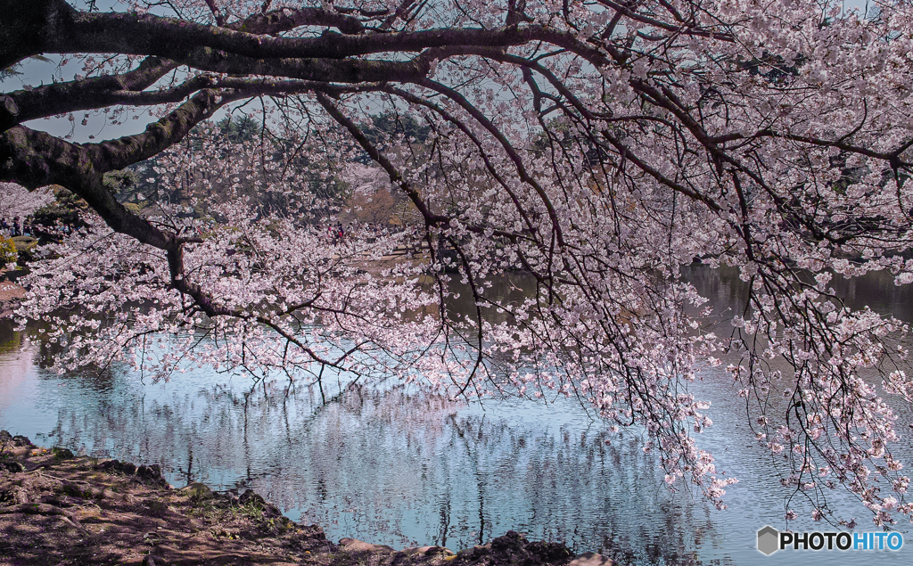 池のほとりのさくら