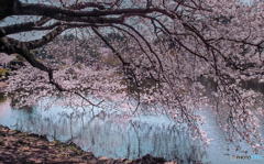 池のほとりのさくら