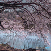 池のほとりのさくら