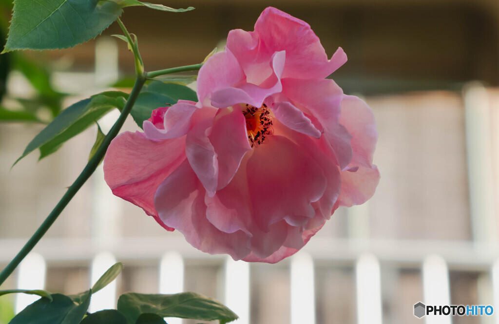 花を求めて