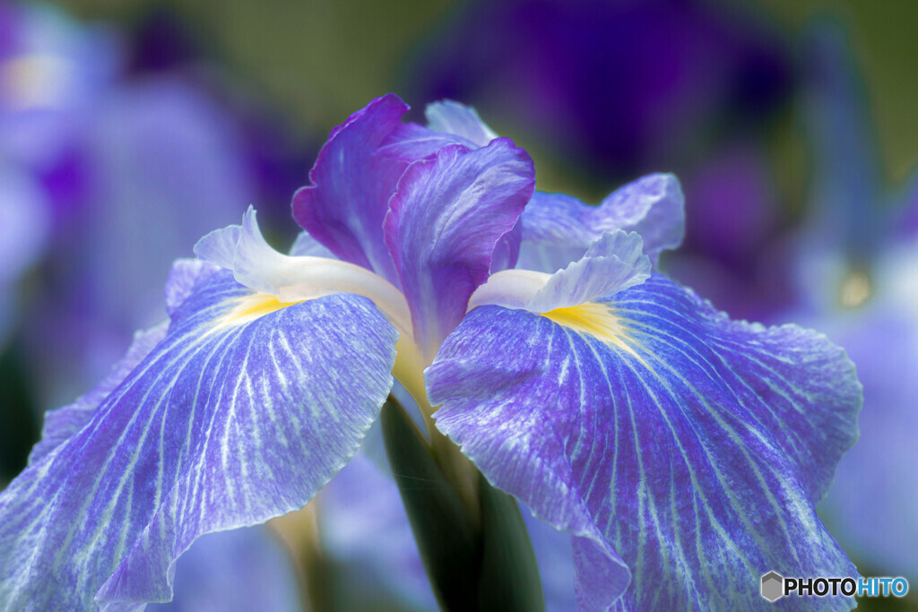 花菖蒲