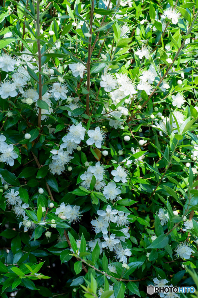 ハダスの白い花