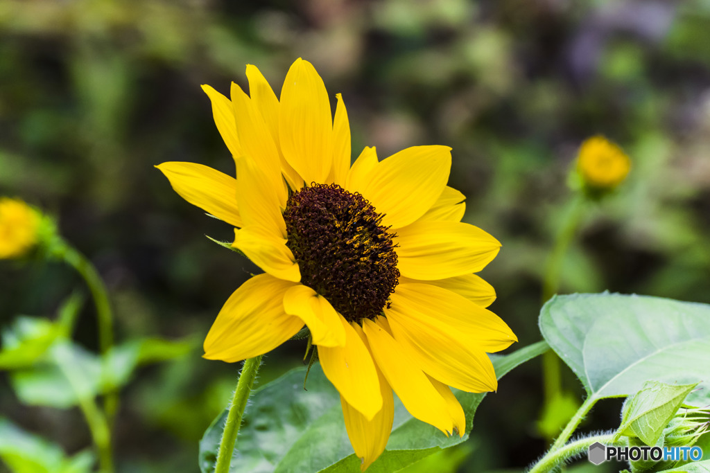 夏の花