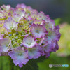 紫陽花