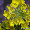菜花
