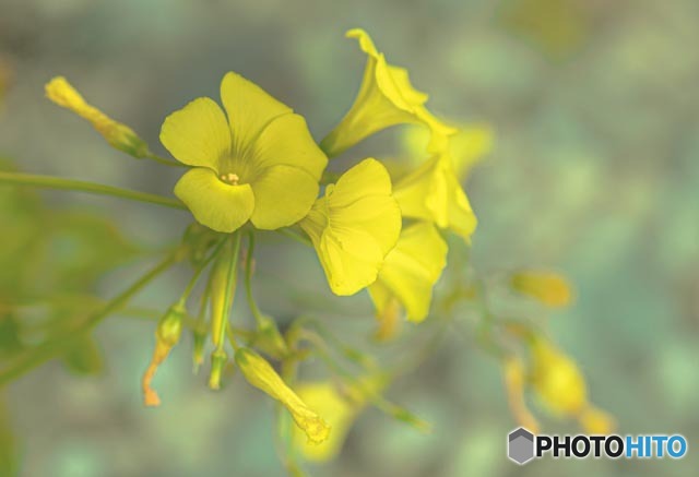 雑草の花