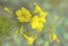 雑草の花