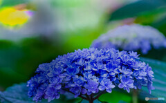 紫陽花