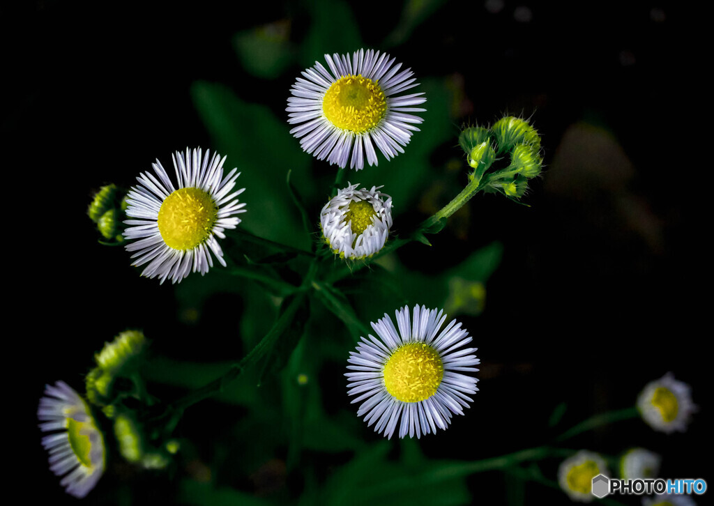 野草