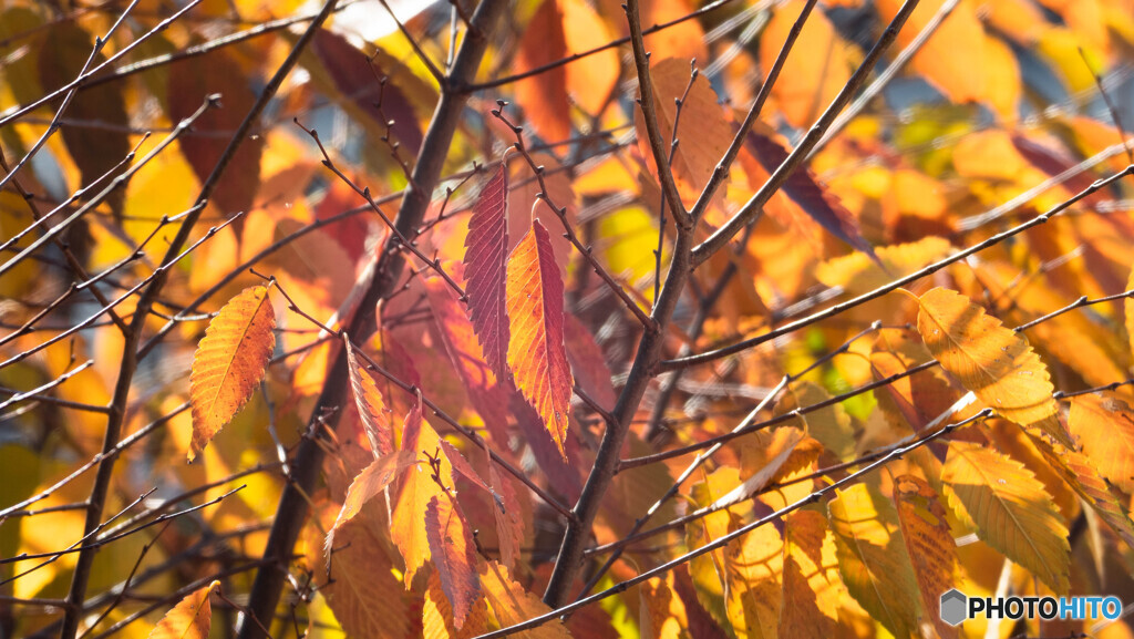 晩秋の彩り