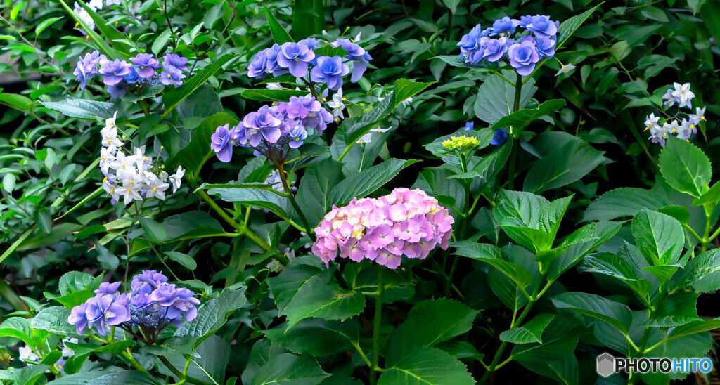 季節の花