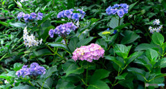 季節の花
