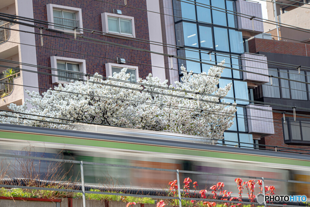 線路わきの桜