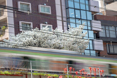 線路わきの桜