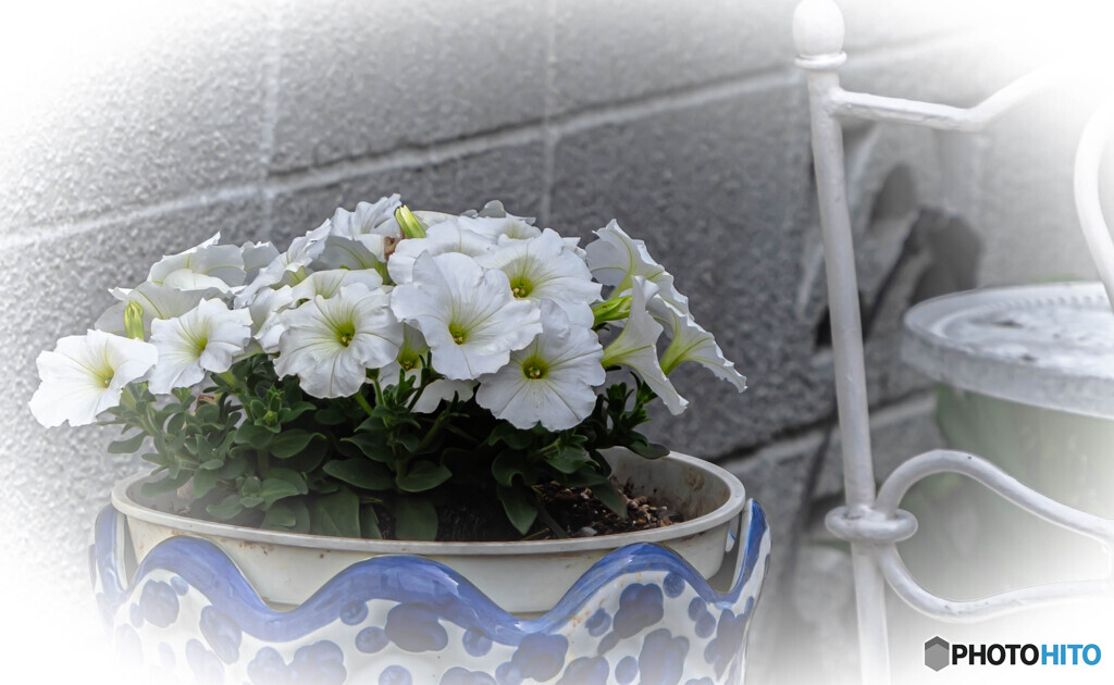 鉢植えの花