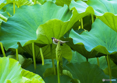 蓮池の雀