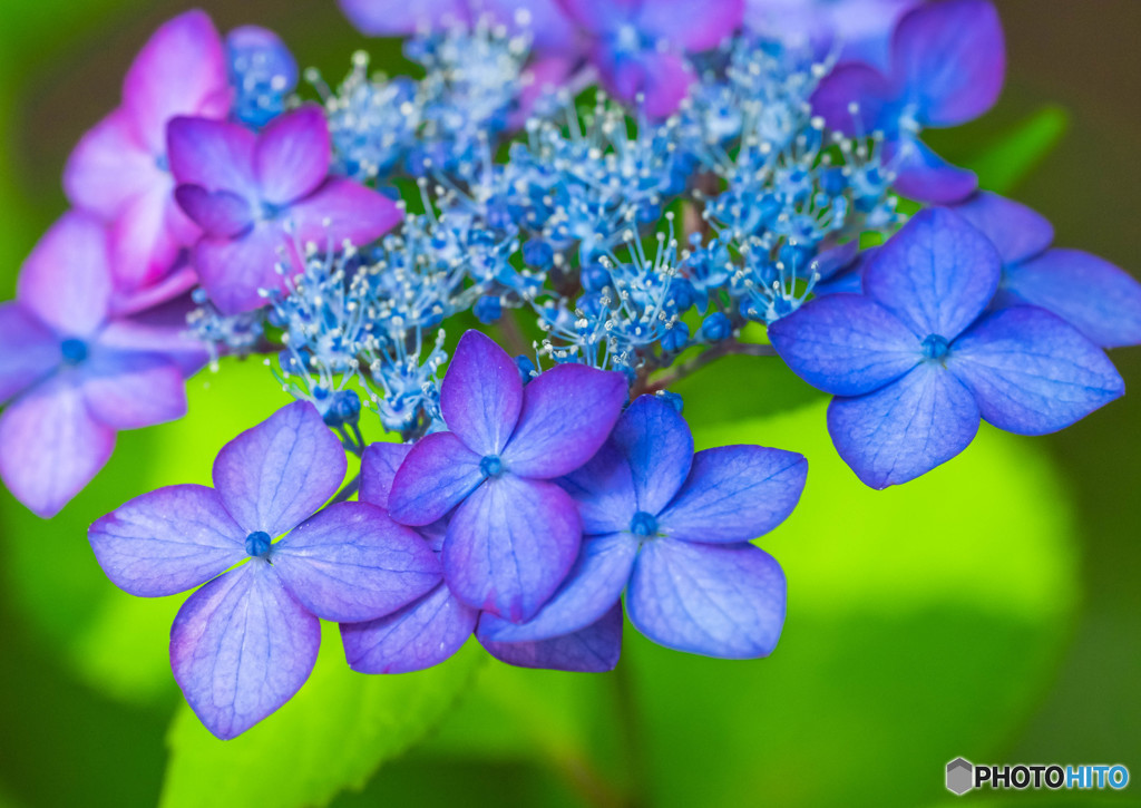 紫陽花