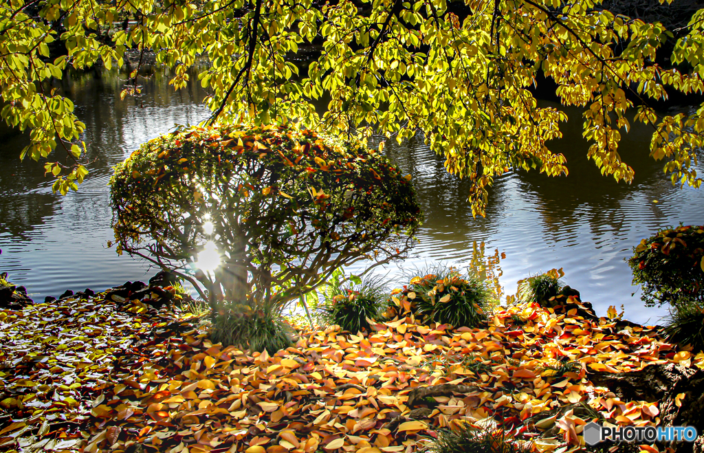 秋の池之端