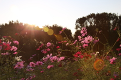 万博公園コスモス