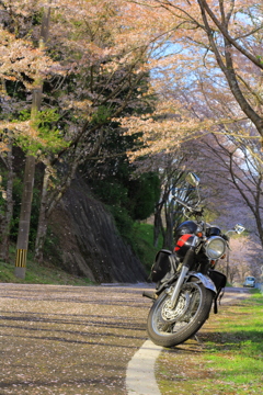 バイクと桜