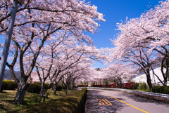 桜のトンネル