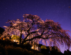 別府の枝垂れ桜 2019