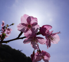 つくみの桜