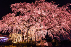 別府の枝垂れ桜 2019