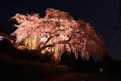 夜桜