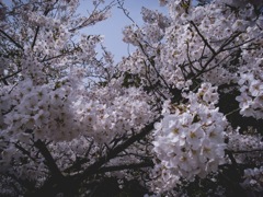 2018-4-1 須磨浦公園 桜